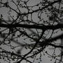 tree buds.