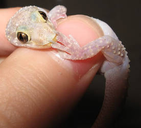 Cute Gecko Stock