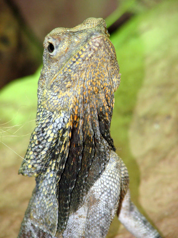 Reptile 1 by boogie17 on DeviantArt