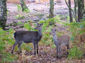 mother and fawn