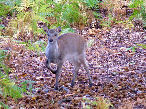 fawn