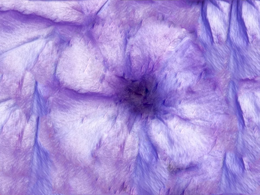 Petunia Pattern