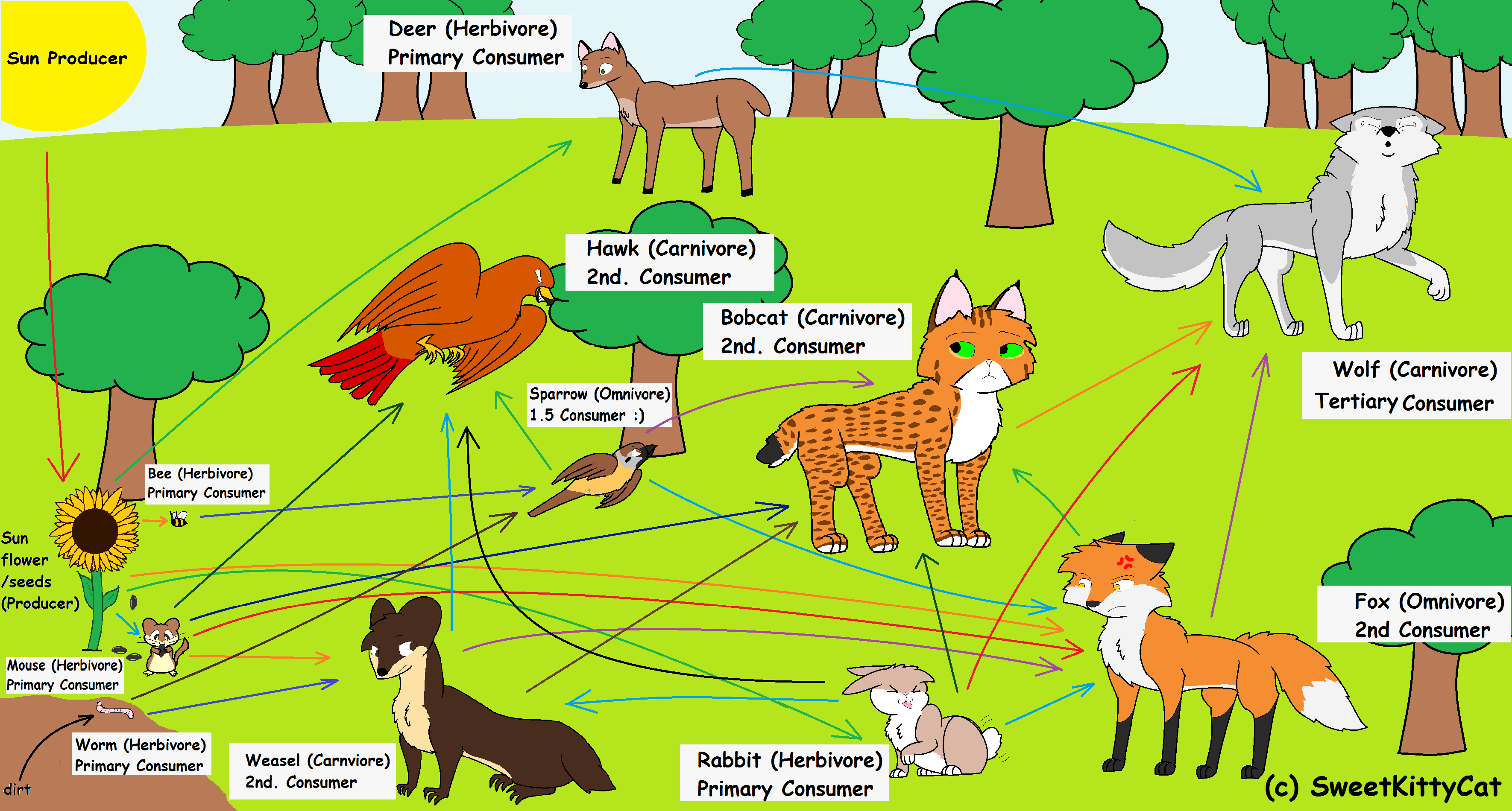 Temperate Woodland Food Web