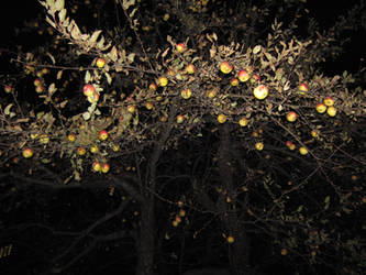 Night of Apples