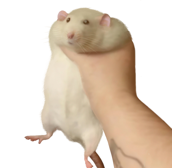 Fat Rat Rizz Holding Fat Rat Meme HD by Pacbryan on DeviantArt