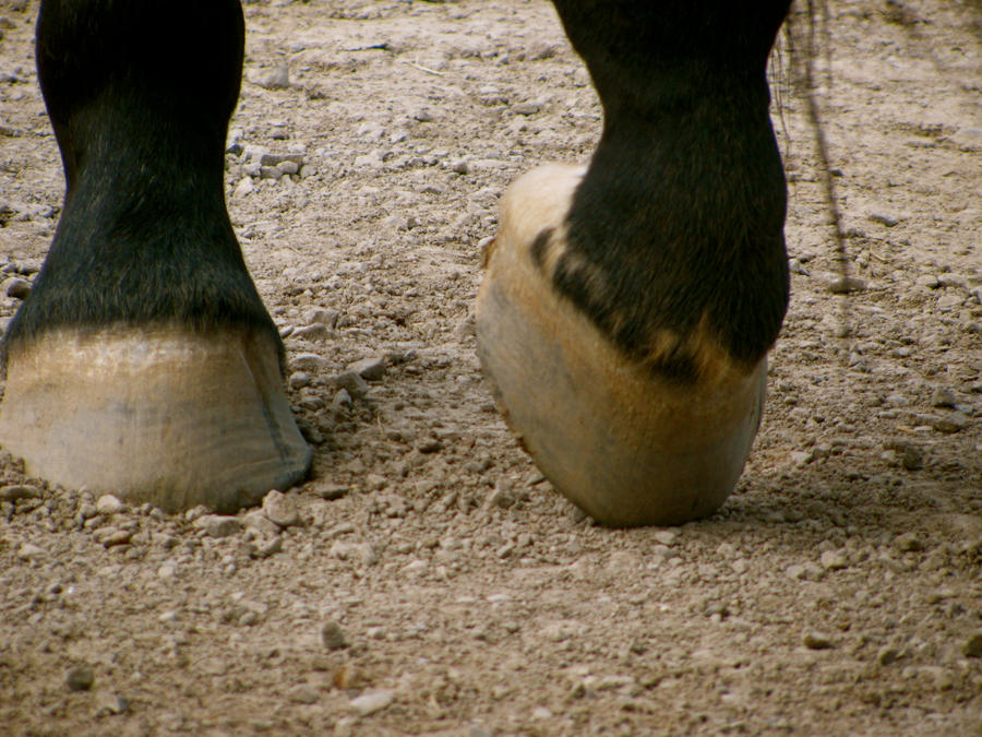 Horse Feet by Movie-Master on DeviantArt