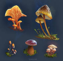 Mushroom studies