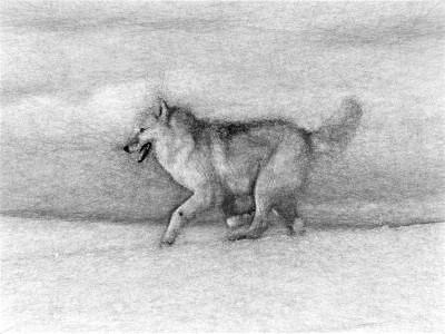 running wolf