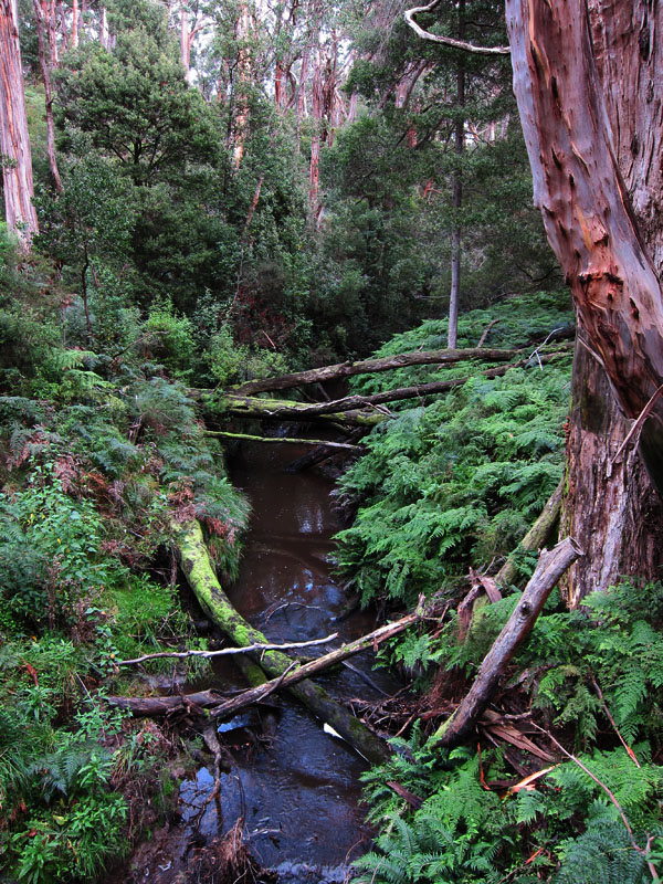 Maits Rest Rainforest