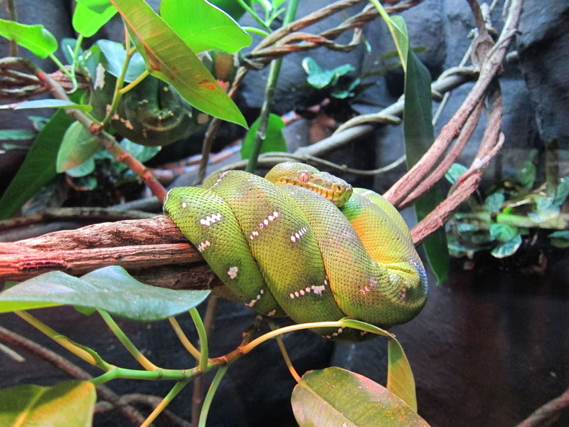 Emerald Tree Boa