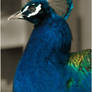 Peacock Portrait