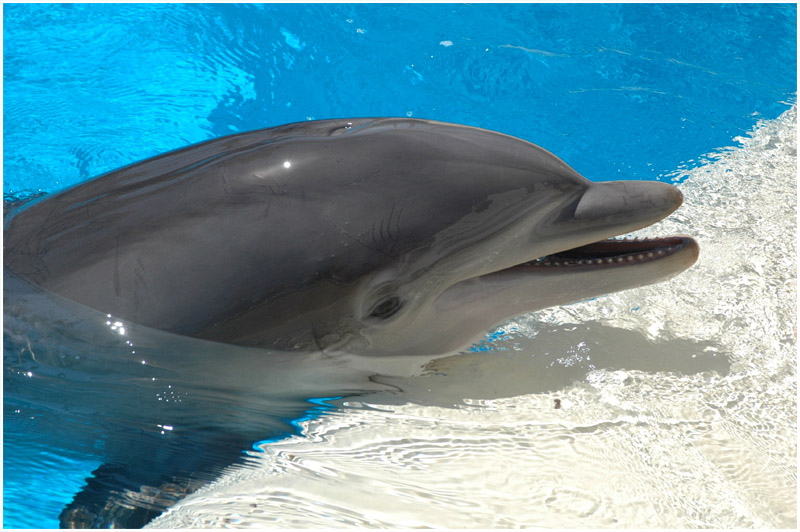 Atlantic Bottlenose Dolphin
