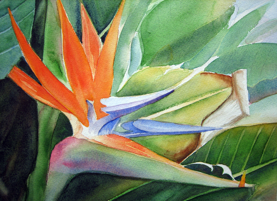 bird of paradise