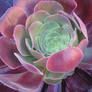 succulant