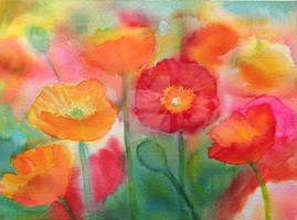 Poppies