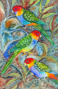 Rainbow Parrots 2
