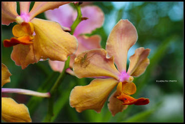 Banda (a common orchid specie)