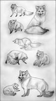 Arctic Fox Study (uncolored version)