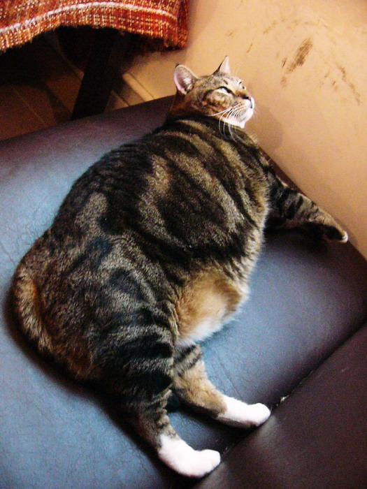 I am not the fattest cat