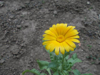 Yellow Flower...