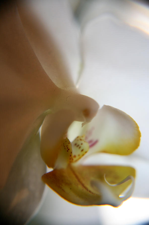 Orchid 2 by Minionoverlord on DeviantArt