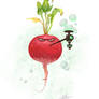 Radish