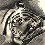 Tiger Drawing