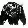 Grizzly Bear Drawing In India Ink