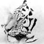 Tiger Drawing - Graphite
