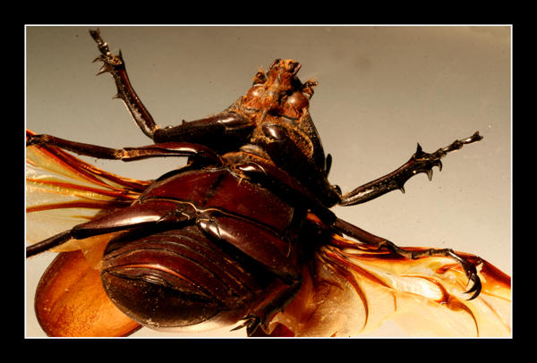 Patsy Bug Bugsy by carlosfandango23 on DeviantArt