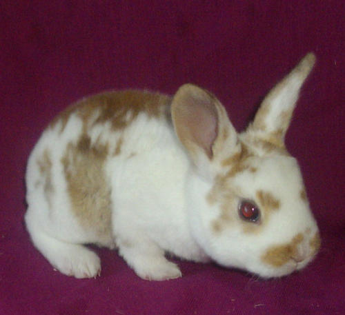 standard rex baby rabbit 1 by hopelesslife on DeviantArt