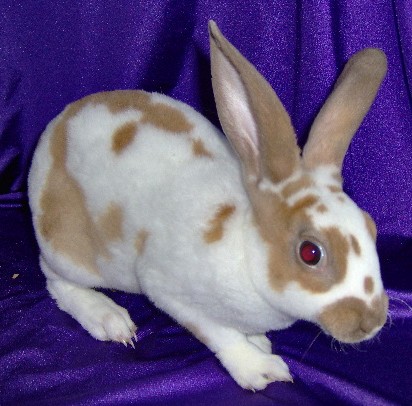 standard rex baby rabbit 4 by hopelesslife on DeviantArt