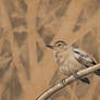 Grey Catbird on Halftone