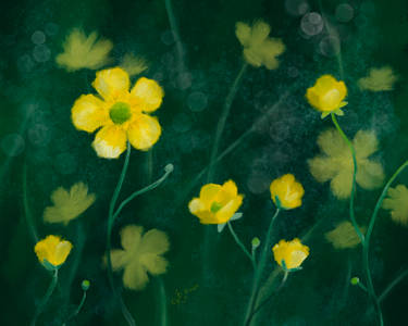 Buttercups