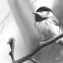 Chickadee (Daily Sketch 6)