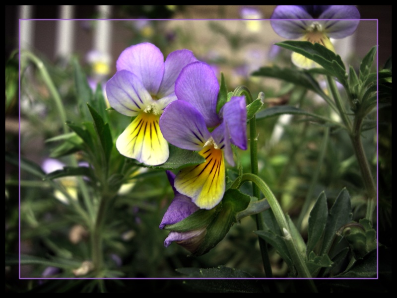 Pansy Hug