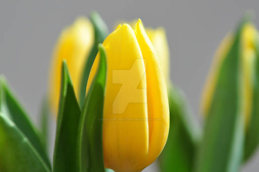 Yellow Tulips Cut