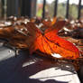 Red leaf in winter