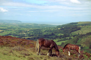 Quantock Ponies