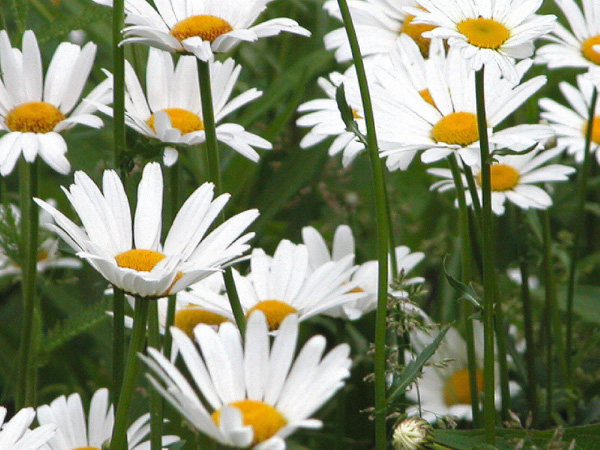 Daisy's