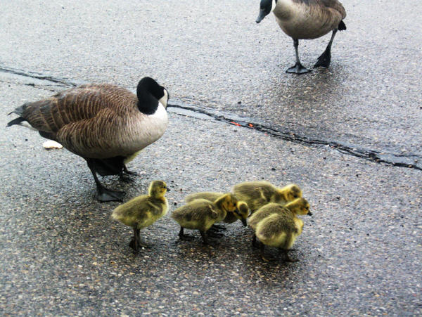 children on the march