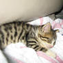 08-Foster cats: Harley-4