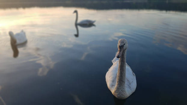 Swan Lake #1