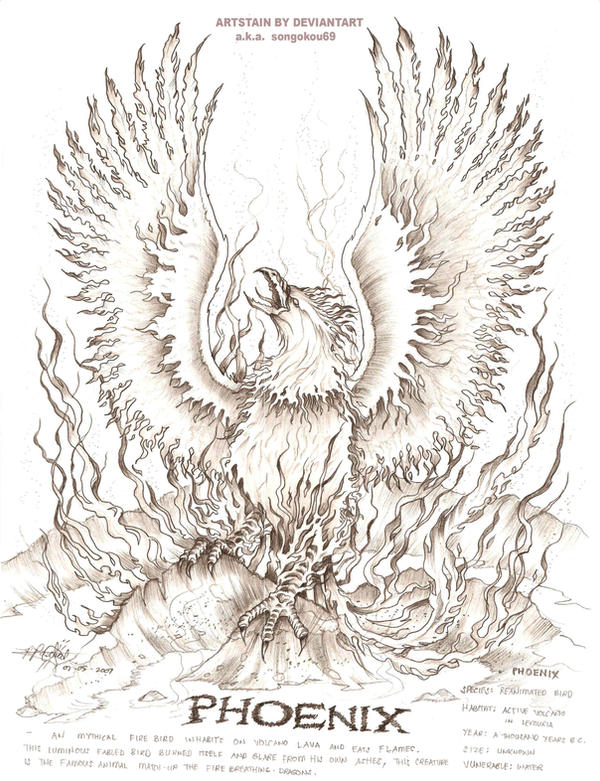 Phoenix Drawing Complex phoenix by artstain on DeviantArt