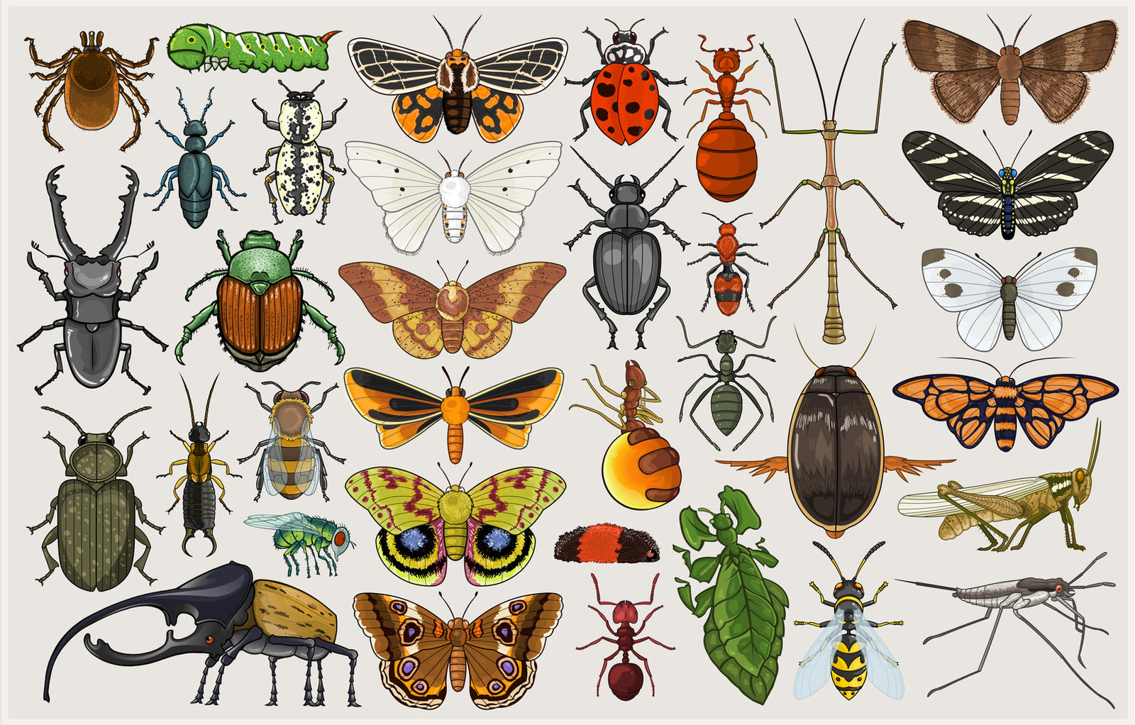 Entomology Mumbo Jumbo