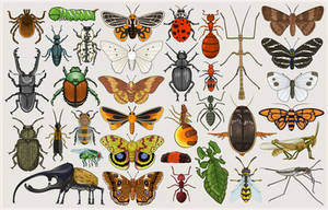 Entomology Mumbo Jumbo