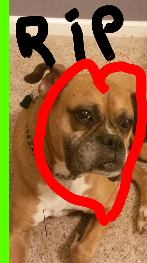 Gorgeous Dog Died From Hge Image in HD Gorgeous Dog Died From Hge Image in HD