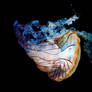 Full-body shot of large jellyfish