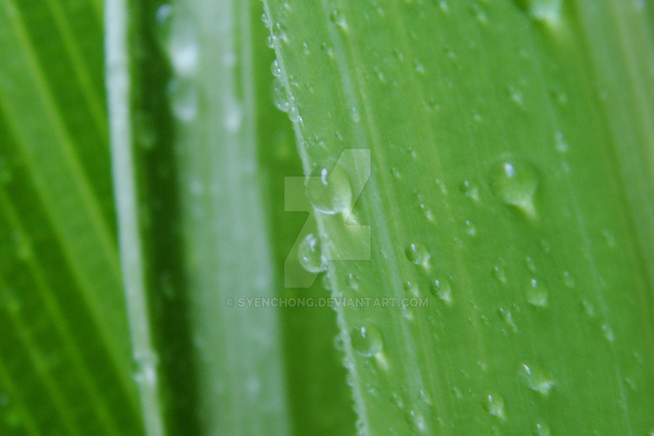 Water Kissed Plant