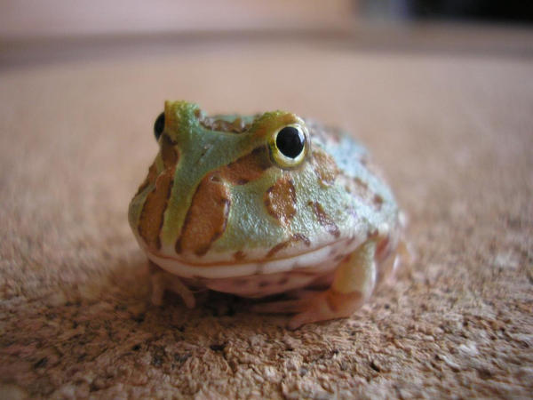 My Pacman frog by Tokitae My Pacman frog by Tokitae